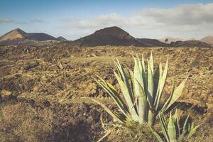 Timanfaya National Park in Lanzarote, Canary Islands, Spain photo