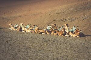 Caravan of camels in the desert on Lanzarote in the Canary Islands. Spain photo