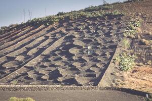 Vineyards in La Geria, Lanzarote, canary islands, Spain. photo