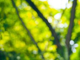 Blurred trees in the garden for a nature background photo