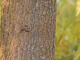 de cerca de árbol texturas en verano bosque para natural y ambiental antecedentes. foto