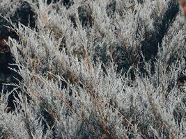Close-up shot of creeping pine leaves in a mountain garden photo