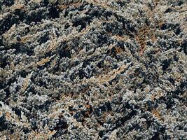 Close-up shot of creeping pine leaves in a mountain garden photo