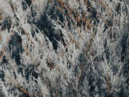 Close-up shot of creeping pine leaves in a mountain garden photo