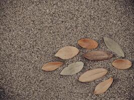 dry leaves on sand surface for summer minimalist style photo