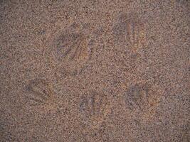 Sand texture with seashell marks for background photo