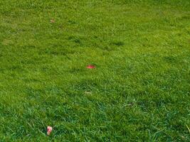 Fresh lawn texture at the garden for a natural background photo