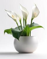 AI generated Calla lily in a white pot photo