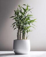 AI generated Bamboo in a white pot photo