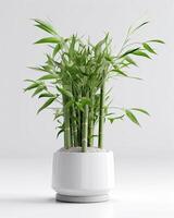 AI generated Bamboo in a white pot photo