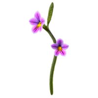 wishbone fleur torenia fourniri avec petit trompette en forme de fleurs dans nuances de bleu violet ou png