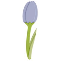 A tulip transparent background in a cute decoration foam art style spring floral concept,3D illustration png