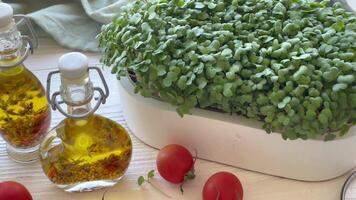 contenitori con ravanello verde microgreen germogli su tavolo. video