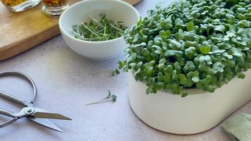 Containers with radish green microgreen sprouts on table. video