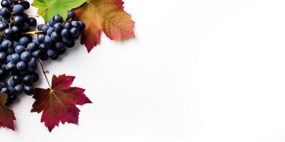 AI Generated Blue Grapes And Autumn Leaves On White Background. Autumn Harvest Concept. Generative AI photo