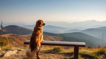 AI generated Golden Retriever sitting on a bench in the mountains at sunrise. photo