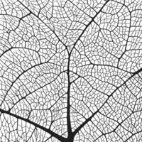 Leaf vein texture abstract background with close up plant leaf cells ornament texture pattern. vector