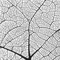 Leaf vein texture abstract background with close up plant leaf cells ornament texture pattern. vector