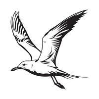 Seagull Design, Art, Icons, and Graphics, illustration of a seagull vector