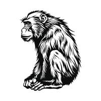 Baboon Image, design on white background, Baboon illustration vector