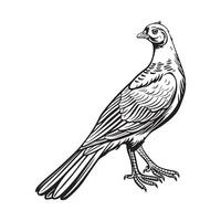 Pheasant Illustration, design, Art, Icons, and Graphics vector