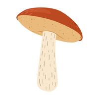 Orange birch bolete mushroom. Leccinum fungi. Edible forest mushrooms. Vegetarian fungi brown cap boletus. Botanical flat illustration isolated on white background. vector
