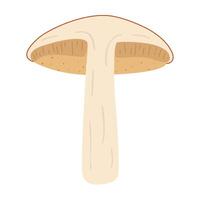 Orange birch bolete. halved mushroom. Leccinum fungi. Edible forest mushrooms. Vegetarian fungi brown cap boletus. Botanical flat illustration isolated on white background. vector