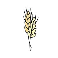 Wheat, cereals in doodle style. illustration . vector