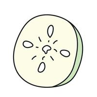 Cucumber slice. illustration in doodle style vector