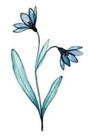 transparent flowers, watercolor drawing. blue wildflowers, x-ray vector