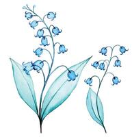watercolor drawing, transparent lily of the valley flowers. delicate illustration, x-ray vector