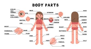 Body parts woman 2 cute on a white background, illustration. vector