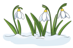 perce-neige printemps fleur png