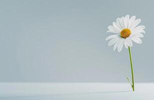 White Flower With Yellow Center photo