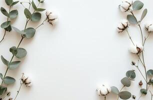 Cotton and Eucalyptus Leaves on White Background photo