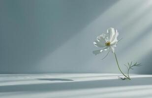 White Flower on White Surface photo