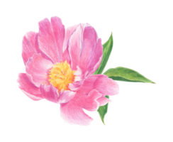 Pink peony drawn with colored pencils. Floral element isolated. For elegant summer and wedding projects, print creations and vintage style decorations. png