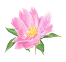 Pink peony drawn with colored pencils. Floral element isolated. For elegant summer and wedding projects, print creations and vintage style decorations. png