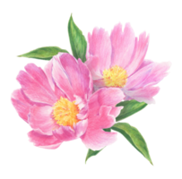 Pink peony drawn with colored pencils. Floral element isolated. For elegant summer and wedding projects, print creations and vintage style decorations. png