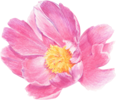 Pink peony drawn with colored pencils. Floral element isolated. For elegant summer and wedding projects, print creations and vintage style decorations. png