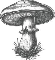 mushroom images using Old engraving style vector