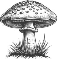 mushroom images using Old engraving style vector