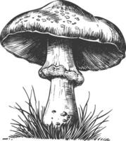 mushroom images using Old engraving style vector