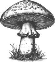 mushroom images using Old engraving style vector