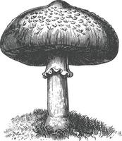 mushroom images using Old engraving style vector