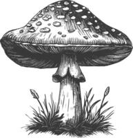 mushroom images using Old engraving style vector