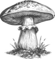 mushroom images using Old engraving style vector