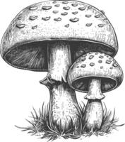 mushroom images using Old engraving style vector