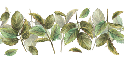 des roses croire ou églantier, bruyère, Ronce ou chien Rose vert feuilles sans couture frontière, modèle. main tiré aquarelle illustration pour médical étiqueter, emballage. à base de plantes botanique clipart Contexte png