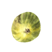 mûr, juteux des fruits de vert figues, entier des fruits. nourriture, plante clipart pour carte, étiqueter, autocollant, logo. main tiré aquarelle illustration. png